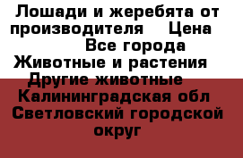 Лошади и жеребята от производителя. › Цена ­ 120 - Все города Животные и растения » Другие животные   . Калининградская обл.,Светловский городской округ 